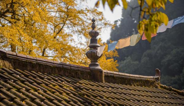 開車2小時也要來的成都古寺銀杏，不要門票很良心，每年只火七天