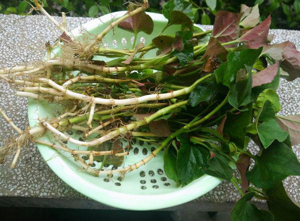 農村的田間地頭上最常見又能吃的七種野菜，你認識幾種？