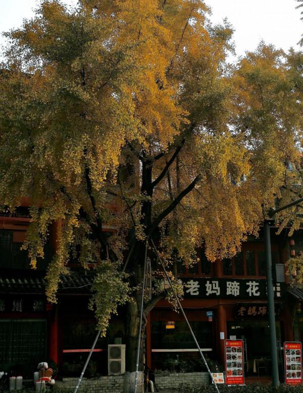 滿目金輝耀蓉城