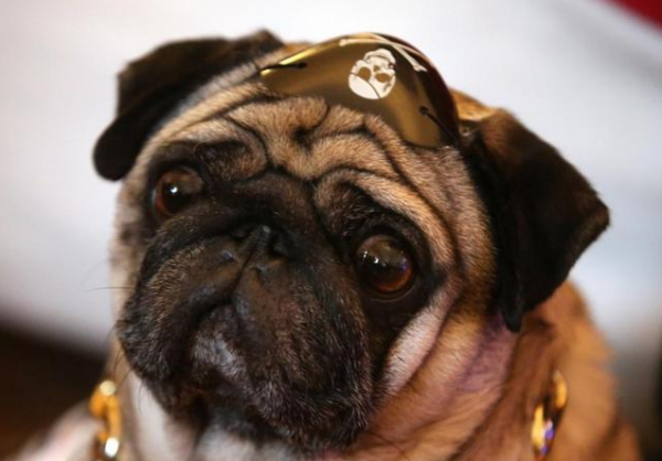 巴哥犬飲食篇：別讓你的無知，害了它