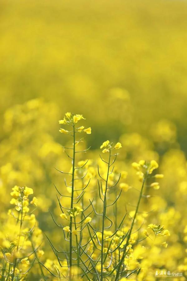 今天，宜到玉溪的油菜花田感受春天