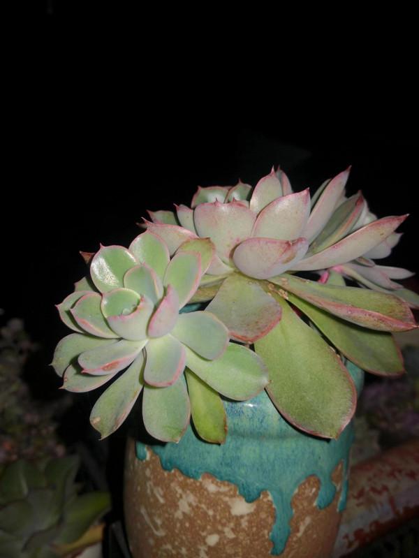 半日曬露養多肉成果展示