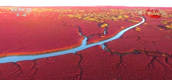 遼寧盤錦:紅色海岸線 蟹肥稻又香 遼寧盤錦:紅色海岸線 蟹肥稻又香