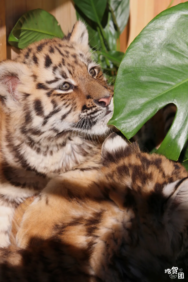 春節嗨玩預警！雲南野生動物園&OpenCurlyDoubleQuote;萌虎&rdquo;陪你賀新年，2022虎虎生威