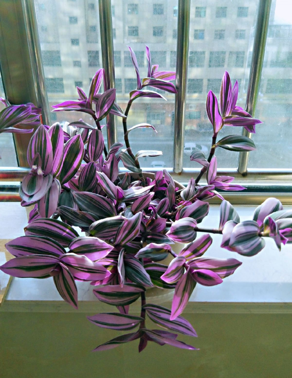 種耐陰花,葉子美得像油畫,放角落也能爆盆 種耐陰花,葉子美得像油畫,放角落也能爆盆