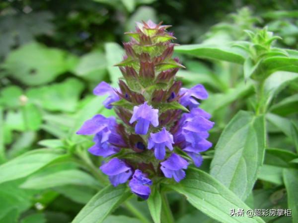 夏枯草形態特徵和作用 夏枯草形態特徵和作用