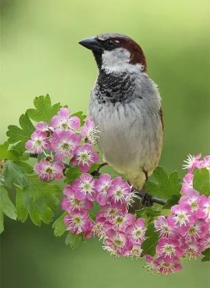 分享圖片：精美絕倫的鳥兒。顏色鮮豔，姿態優美，太招人喜歡了