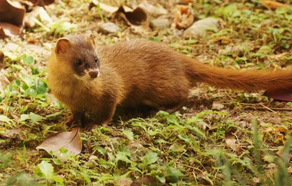 民間說的五大家仙“狐黃白柳灰”狐仙是狐狸,剩下4個又是什麼? 民間說的五大家仙“狐黃白柳灰”狐仙是狐狸,剩下4個又是什麼?