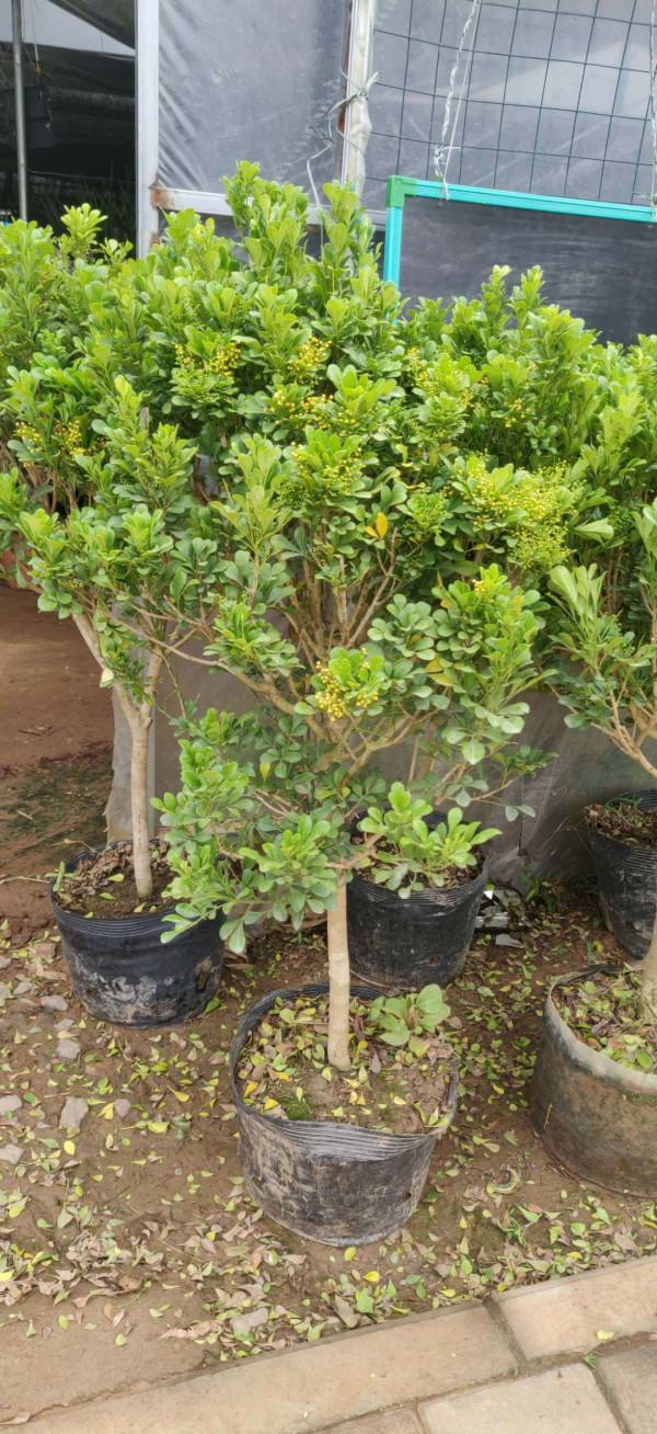 5種“漂亮花”特怕冷，低溫下澆水？凍死一片，現在保溫才關鍵