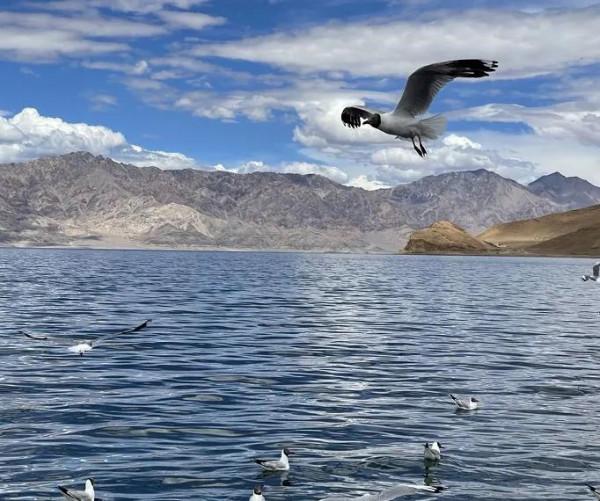 大美西藏顏值滿滿，處處經典