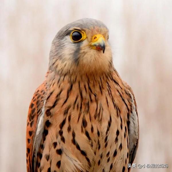 體型最小的猛禽——紅隼