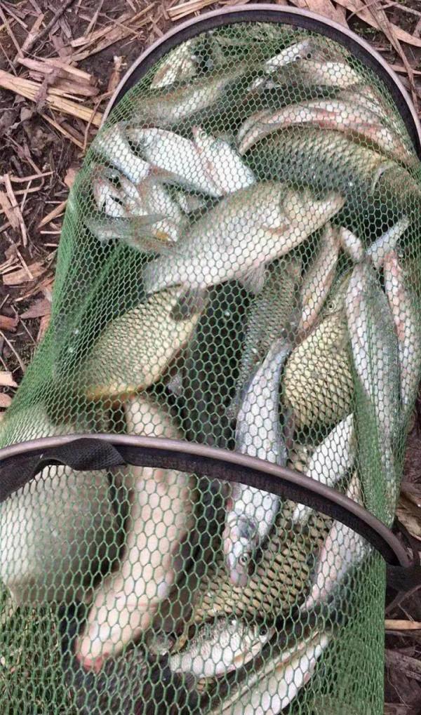 狗仔努努釣友每次出釣為什麼總是比同路釣友多釣魚,他是咋做的? 狗仔努努釣友每次出釣為什麼總是比同路釣友多釣魚,他是咋做的?