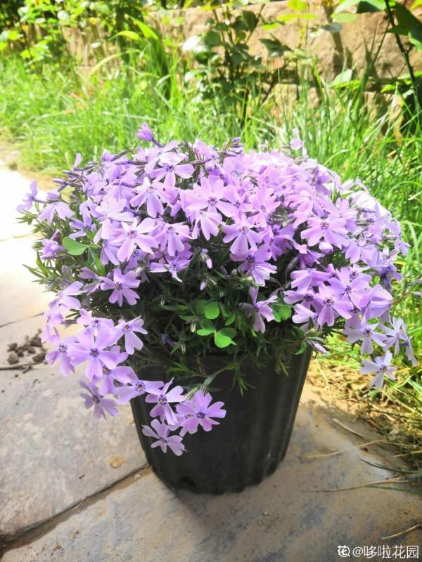 “壽命長”的10種花,寓意好,格調高,老人見了眉開眼笑 “壽命長”的10種花,寓意好,格調高,老人見了眉開眼笑