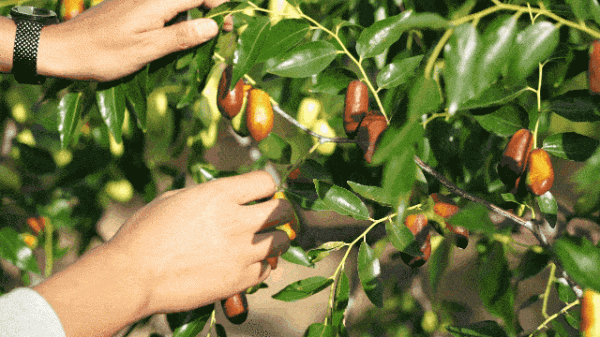 撐死在寧夏,嗝 撐死在寧夏,嗝