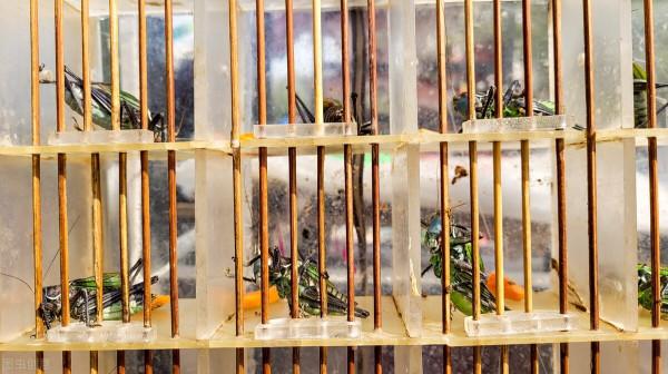 童話連載——《蟋蟀和小男孩的故事（二）》