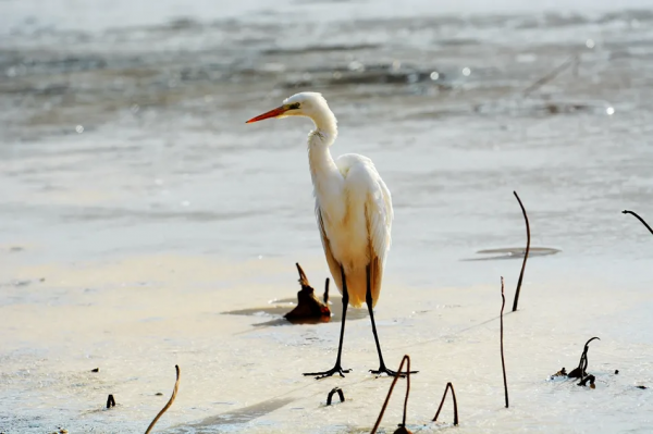 甘肅推特丨美麗天水湖 鷺影弄清波