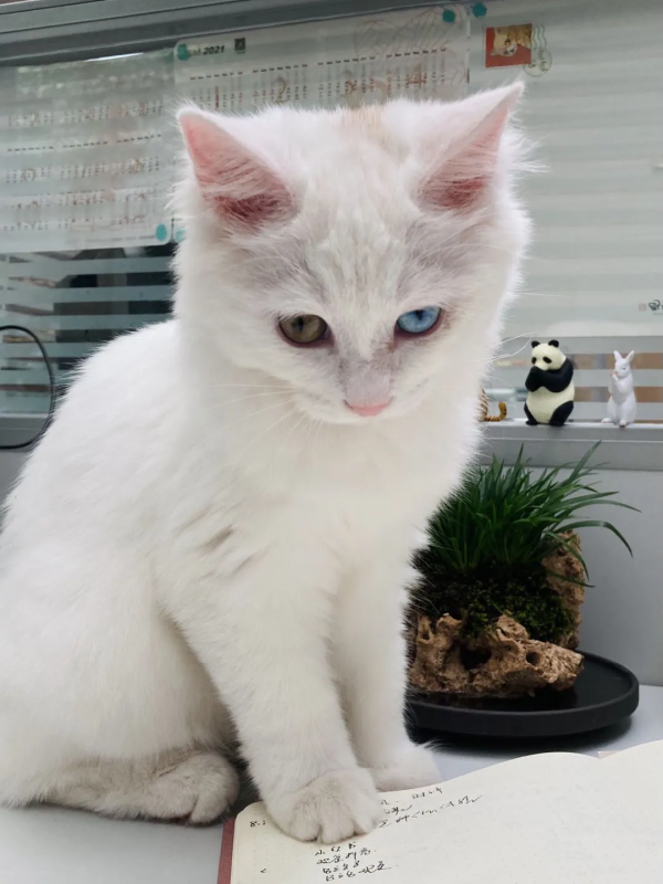 小孩淘氣，天經地義