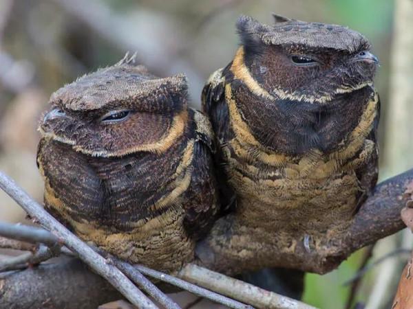 現實中的無牙仔