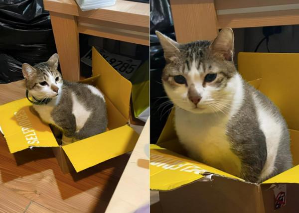 男子為了挽回分手女友，竟往貓咪身上倒開水：心也未免太狠了