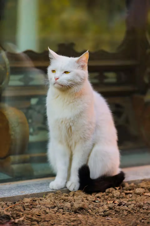 小嶽嶽：你知道我為了紅有多努力嗎？