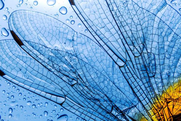 全球十大未來必要的科技發明（仿生學）4