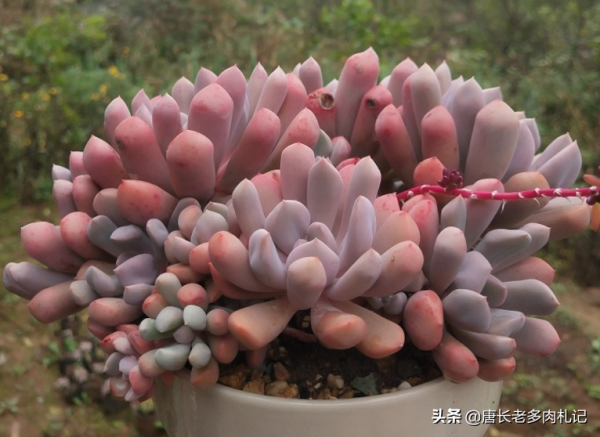 給多肉噴藥？請注意7點，要不你可能把多肉噴掛了，自己還出問題