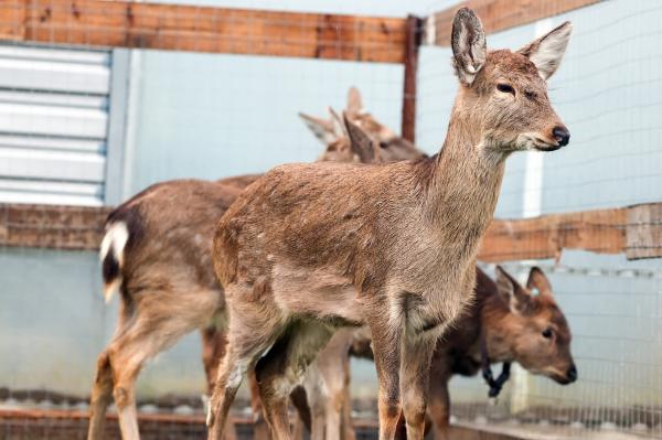 20頭梅花鹿到長興島過冬，市民有機會零距離賞鹿、喂鹿