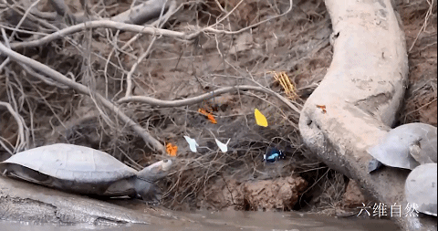 巴西一群烏龜剛上岸,就被一群蝴蝶圍著,蝴蝶還在吸食烏龜的眼淚 巴西一群烏龜剛上岸,就被一群蝴蝶圍著,蝴蝶還在吸食烏龜的眼淚