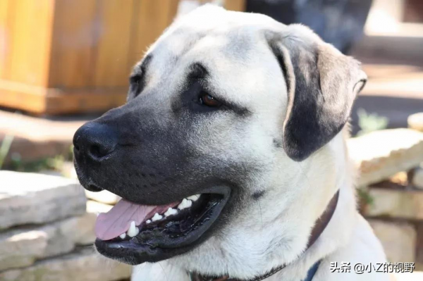 被稱為猛犬的五個品種，有些是鬥犬出身，它們的歷史淵源有哪些？