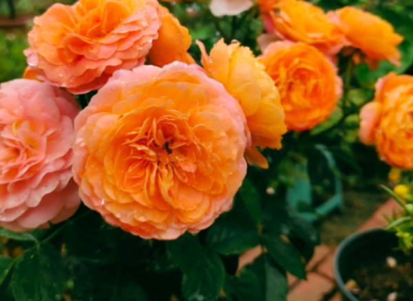 一般人養這4種植物,到了冬天“重剪”,來年才能長得花葉繁茂 一般人養這4種植物,到了冬天“重剪”,來年才能長得花葉繁茂