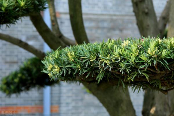 庭院無樹，無福無祿？有院子就種15種樹，隨便選一種，吉祥又好看