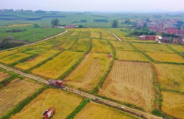 “藏糧於技”提單產！廣西今年糧食總產量同比增長1.2%