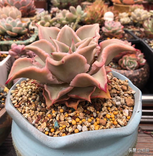 在大溫差下,餃子皮多肉只會越來越紅,不過5點不能忽略 在大溫差下,餃子皮多肉只會越來越紅,不過5點不能忽略