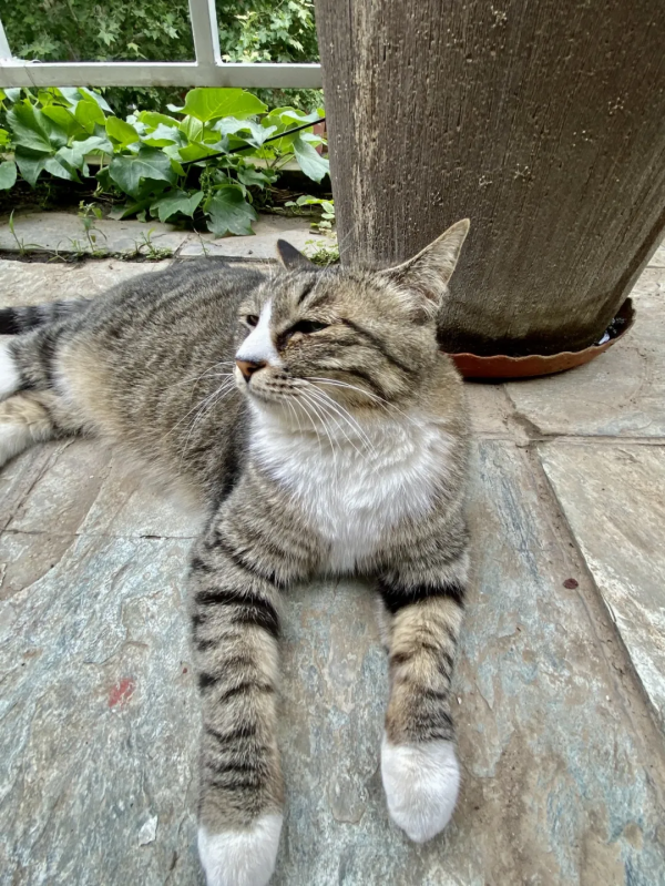 小廢貓要鹹魚翻身了咩? 小廢貓要鹹魚翻身了咩?