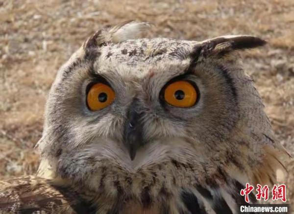 “萌禽”受傷 民警暖心救助