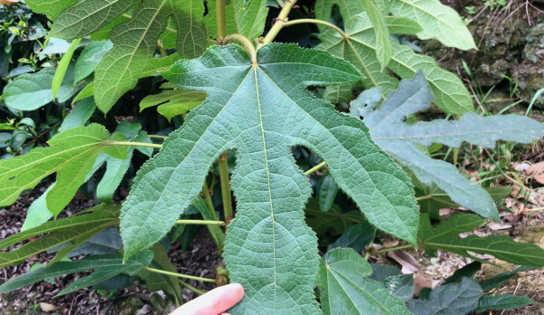 這種植物被廣東人稱為“五爪龍”,是嶺南常用草藥,價值非常高 這種植物被廣東人稱為“五爪龍”,是嶺南常用草藥,價值非常高