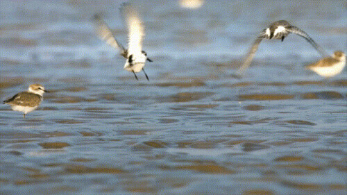 路上偶遇東北虎是什麼體驗？網友：大腦斧能有什麼壞心思呢
