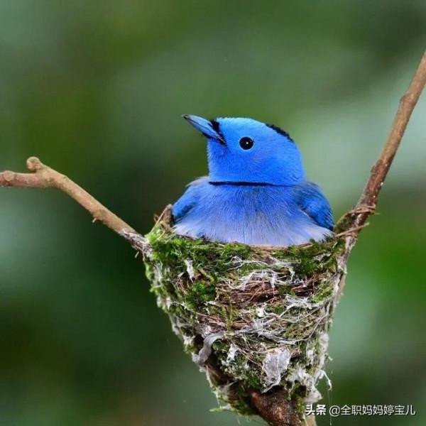 分享——鳥類築巢