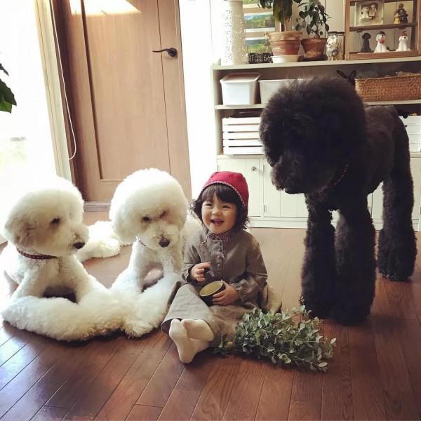 日本奶奶分享小孫女和三隻大狗狗的日常，治癒了56萬+網友…