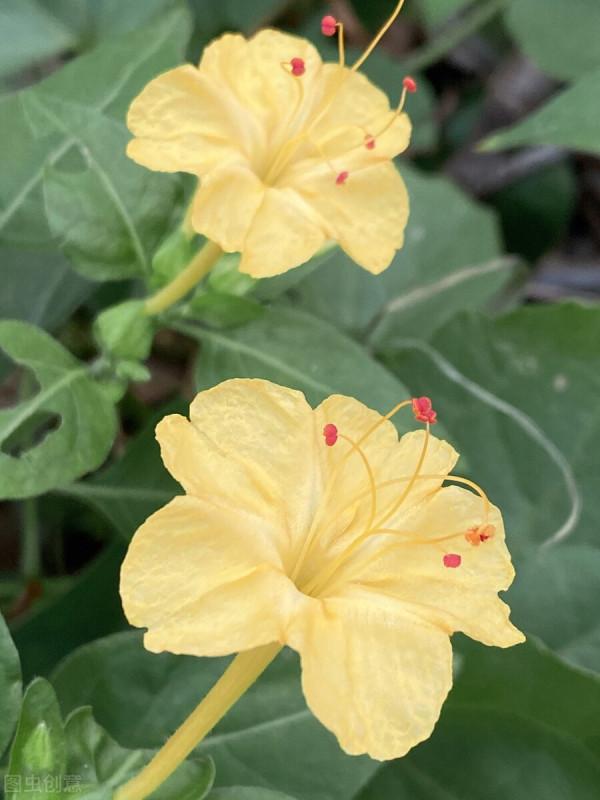 紫茉莉,夜來香,地雷花,說的都是它 紫茉莉,夜來香,地雷花,說的都是它