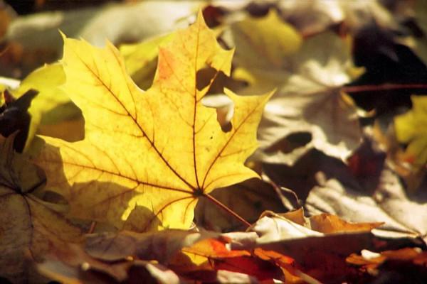 秋天來了，如何給寶寶安排飲食？飲食原則、禁忌、食譜，一篇搞定