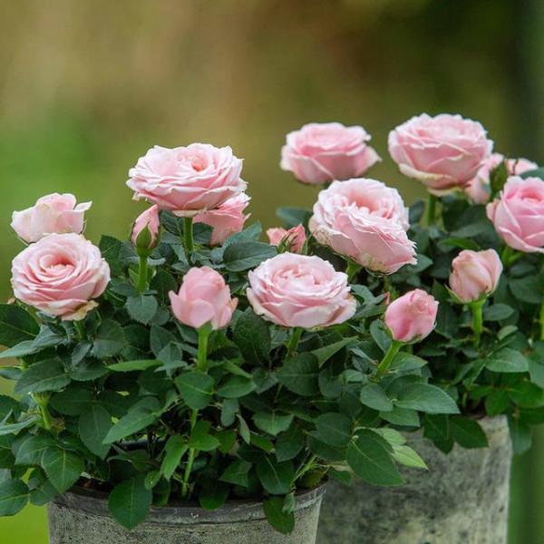 “100種花”適合養在陽臺上，一個比一個好看，還很好養護