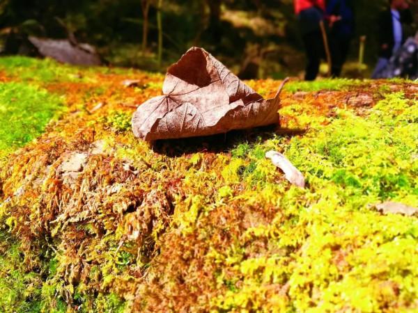 「鄧生溝」走進原始叢林·找尋秋的蹤跡 「鄧生溝」走進原始叢林·找尋秋的蹤跡