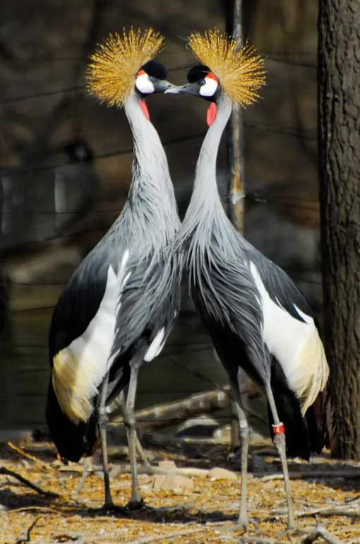 100幅美麗的鳥圖欣賞