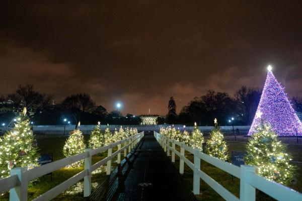 美國今年聖誕樹供應不足 美國今年聖誕樹供應不足