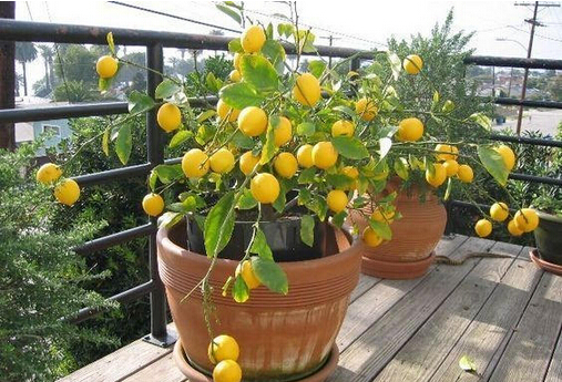 9種“健康花”，能吃能泡茶，客廳養一盆，清潔空氣，吉利大氣