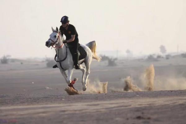 國內的阿拉伯馬為啥那麼貴