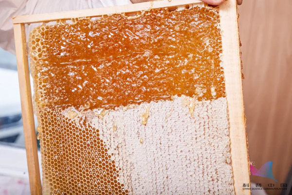 科普 | 長期吃蜂蜜會致癌、致畸？和蔥一起吃，會中毒？真相，拿來吧你…