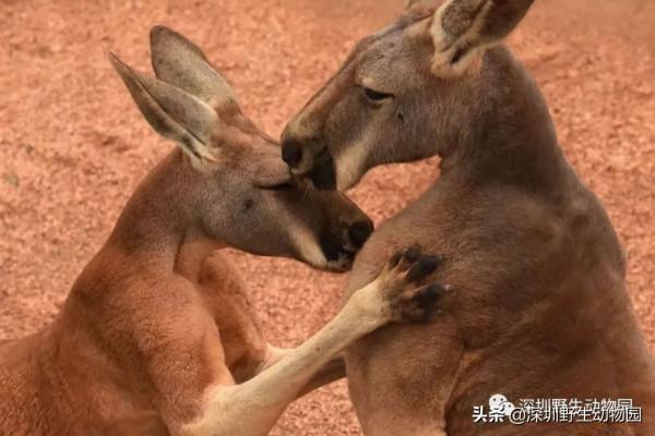 如果睡覺也能排名,我肯定是第一 如果睡覺也能排名,我肯定是第一