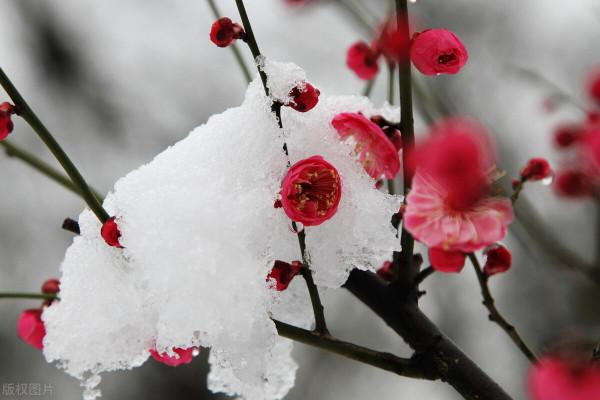 天氣預報：今天七九開頭，也是正月十三，雨雪來襲，有啥預兆？